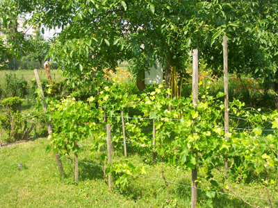 JARDIN SENSORIEL DU SITE DU NEUHOF