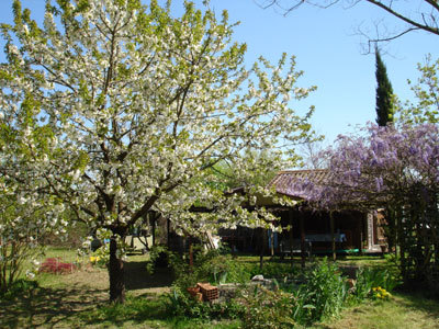 La safranière du Cabanon