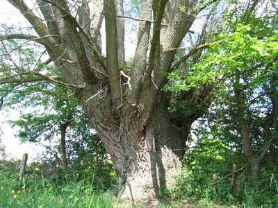 LA BARATTE LOIRE ET JARDINS