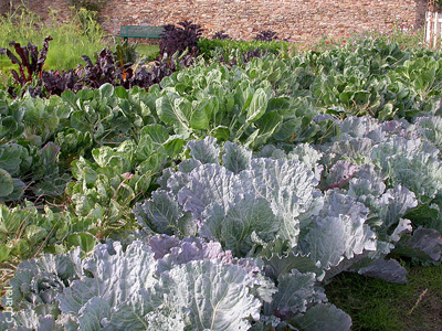 LE POTAGER DU CHÂTEAU