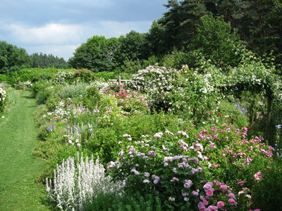 JARDIN DE ROSES ET VIVACES