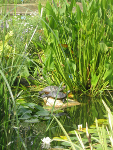 JARDIN BOTANIQUE DE BAYONNE