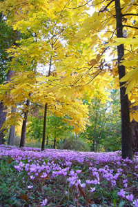 ARBORETUM DE LA FOSSE