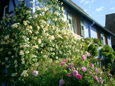 LE JARDIN DE LA FORGE BLEUE