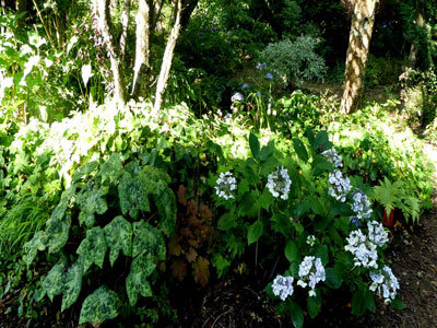 Le Jardin de Cassandra et sa Pépinière