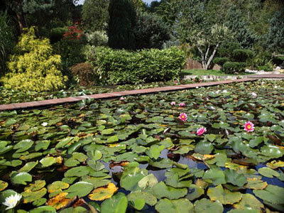 Jardin Aquatique Acorus