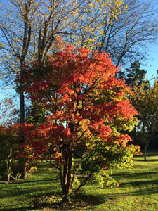 PARC-ARBORETUM de LA BARTHE