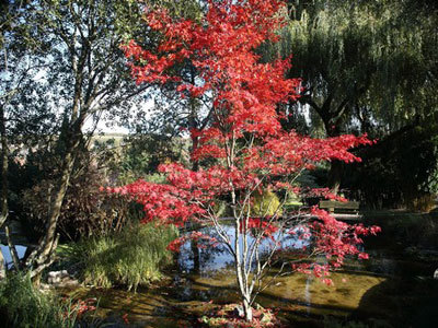 Jardin Aquatique Acorus