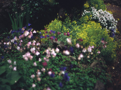 JARDIN DE LA TORTUE