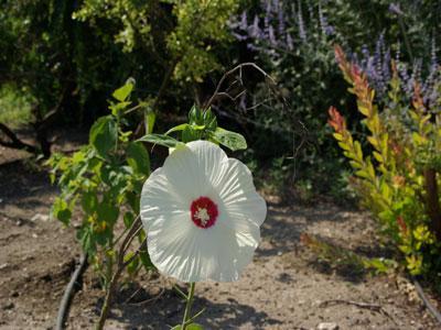 JARDIN D'ALCINOOS