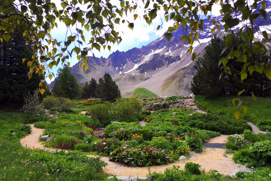 Jardin du Lautaret