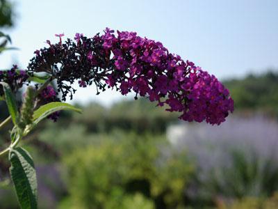 JARDIN D'ALCINOOS