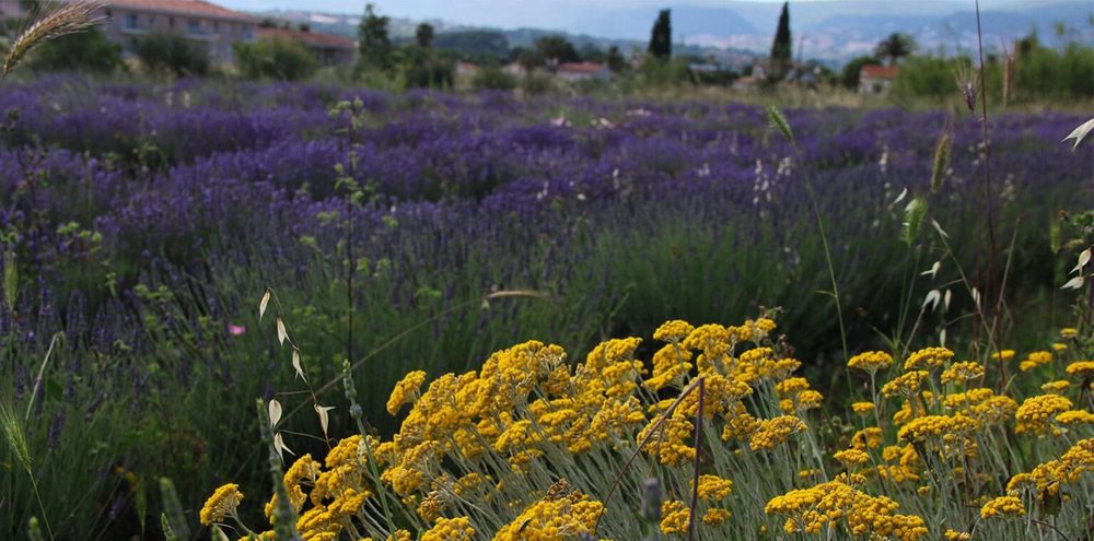 Les Jardins du Musée International de la Pafumerie