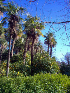 PARC OLBIUS RIQUIER