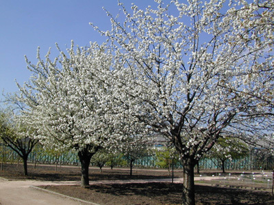 JARDIN BOTANIQUE DE LA VILLE DE CLERMONT-FERRAND