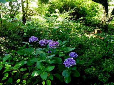 Le Jardin de Cassandra et sa Pépinière