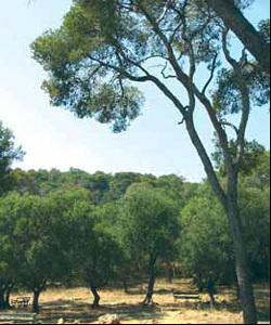 LE PARC DU MONT BORON