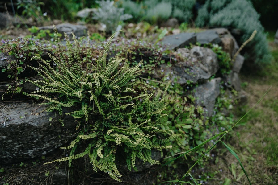 Jardin-verger Conservatoire