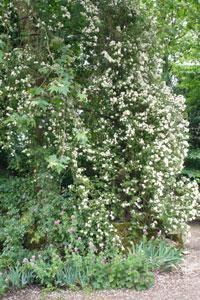 JARDIN DE BÉNAVENT