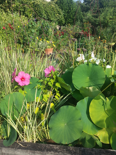 JARDIN DES PARADIS