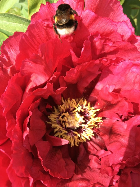 Conservatoire de la Pivoine