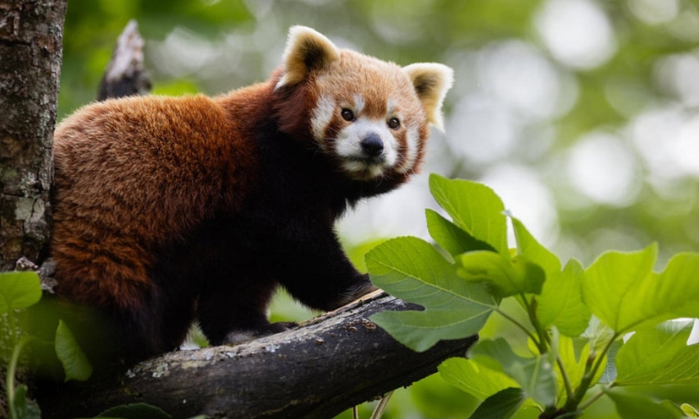 PARC ANIMALIER ET BOTANIQUE DE BRANFÉRÉ