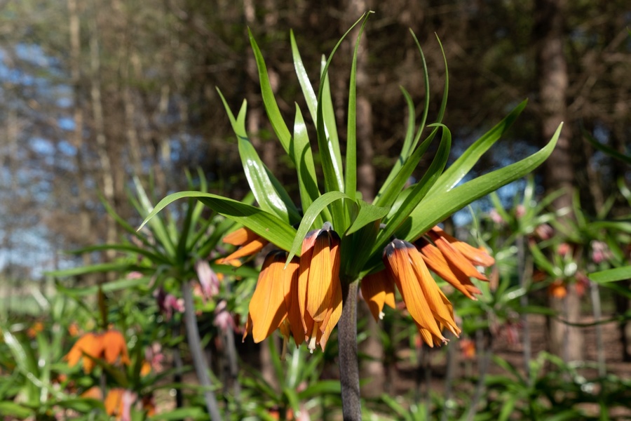 Les Jardins du Cap d'Arbon