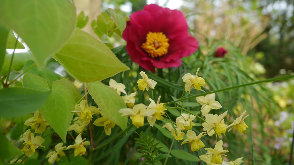 Le Jardin Chez Pia et Alain