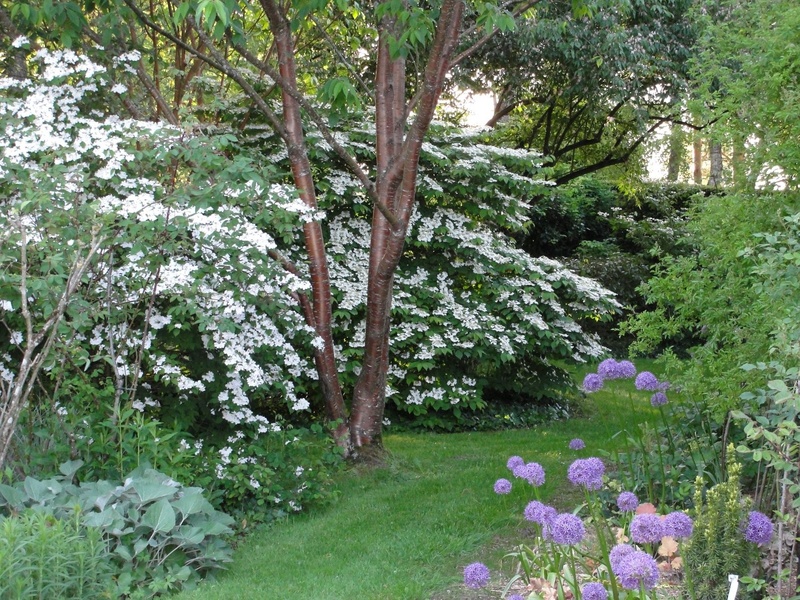 LE JARDIN DES VIEILLES VIGNES