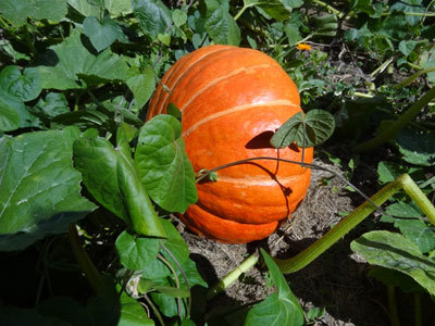 JARDIN POTAGER DE CAL MATEU