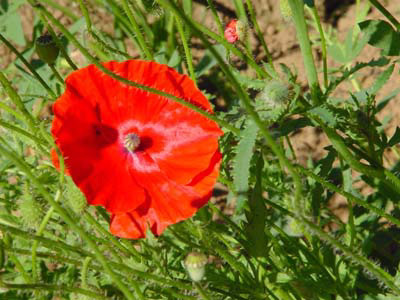 JARDINS DU MANOIR DU PONTGIRARD