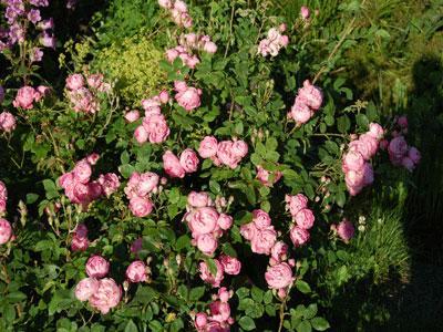 LA ROSE DES PRAIRIES