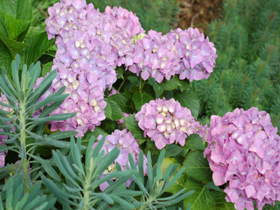 JARDIN DES DENTELLES