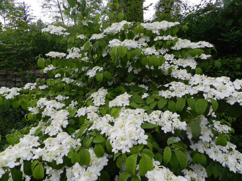 Jardin 'Les Charmes'