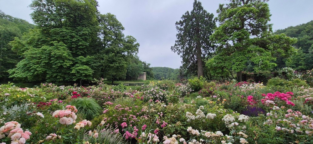 Jardin de roses de l'abbaye de Beaulieu en Rouergue