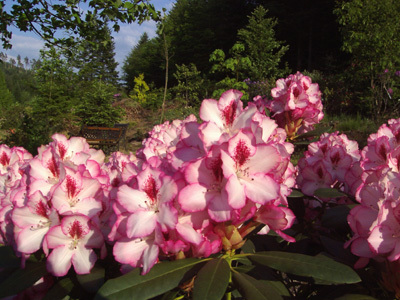 JARDIN BOTANIQUE DE GONDREMER