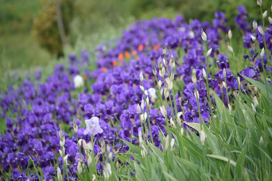 LES JARDINS DU MUSÉE INTERNATIONAL DE LA PARFUMERIE