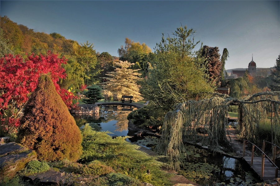 Jardin Aquatique Acorus