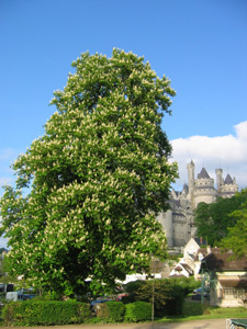 ARBORETUM INSTITUT CHARLES QUENTIN