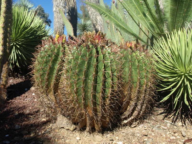 Jardin Zoologique tropical