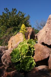 JARDIN BOTANIQUE DE NICE