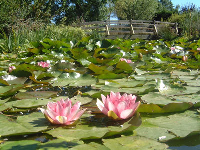 LES JARDINS AQUATIQUES