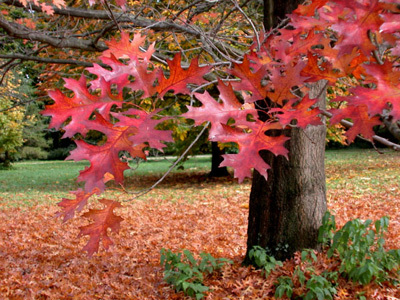 ARBORETUM ROBERT RUFFIER LANCHE