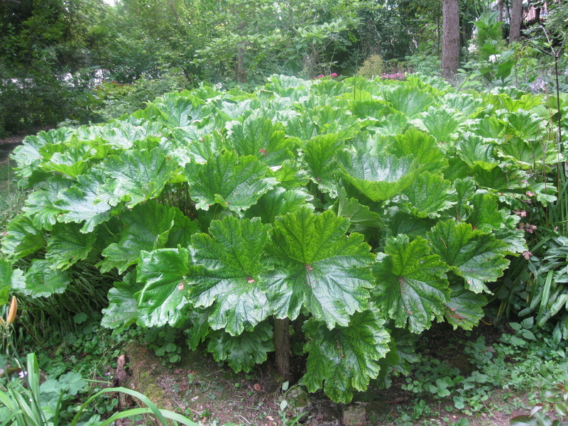 JARDIN SOUS LES CÔTES