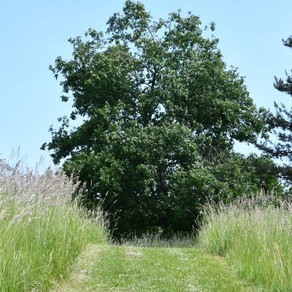 PARK DE RONCEVAL