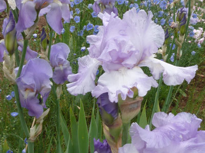 JARDIN DE ROSES ET VIVACES