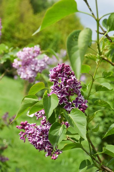 LES JARDINS DE BROCÉLIANDE