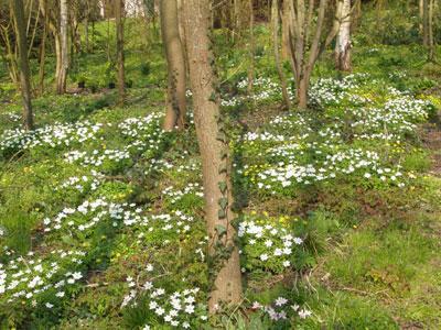 Le Jardin du Naturaliste