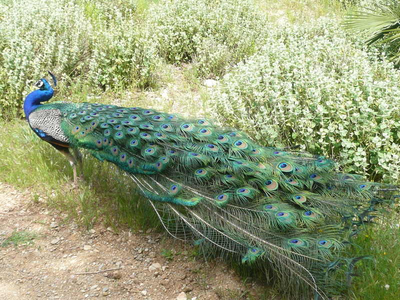 Jardin botanique de la Font de Bezombes