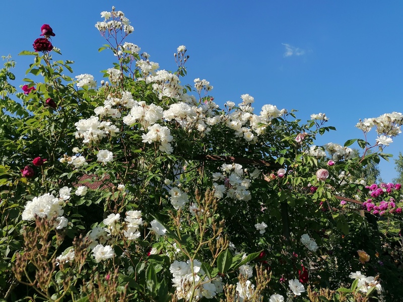 La Roseraie de Brigitte